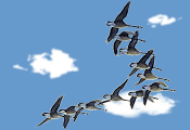 flight of birds